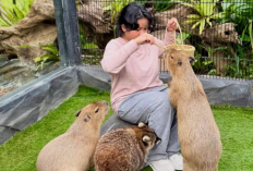 Rekomendasi Wisata Edukatif Keluarga: Di SQP Park Bisa Ketemu Raccoon, Otter, Alpaca, hingga Capybara