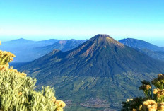 Kebakaran Hutan Makin Meluas, Jalur Pendakian 5 Gunung di Jawa Tengah Ditutup