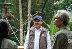 Dari Sibolangit ke Jambi, Wamenhut Lepasliarkan Empat Orangutan Sumatera Kembali ke Alam