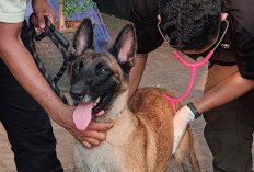 Plaza Indonesia Sampai Panggil Dokter Hewan Buntut Video Viral, Begini Kondisi Terkini Anjing yang Dipukul Security