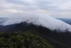 Satu Dekade Taman Nasional Gunung Maras, Benteng Konservasi dan Rumah Satwa Endemik Bangka Belitung