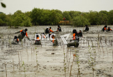 DMC Dompet Dhuafa Tanam Ribuan Mangrove, Cegah Dampak Terparah Abrasi Bagi Warga Pulau Mangare