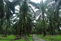 Jangan Salahkan Sawit, Peneliti IPB Bilang Tanaman Itu Bukan Penyebab Utama Banjir