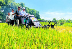 Meski El Nino, BPS Sebut Produksi Padi Nasional Naik 0,07 Persen