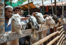 Hukum Kurban di Kampung Halaman Saat Tinggal di Kota, Sah? Ustadz Abu Yahya Badrusalam Bilang Begini