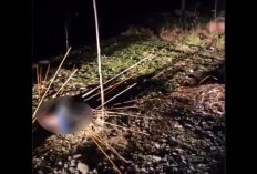 Puluhan Anak Panah Menancap di Tubuh Warga Kubu Dang Papua, Polisi Antisipasi Serangan Balasan