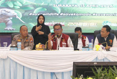 Jaringan Satwa Ilegal Ini Raup Miliaran, Komodo Dijual 6 Kali Lipat