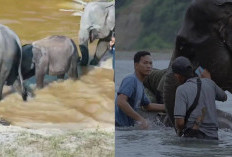 Pemerintah Terbitkan Inpres Perlindungan Gajah demi Keselamatan Habitat dari Kepunahan