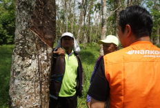 Tantangan Industri Karet Nasional, 200 Petani Jadi Kunci Perubahan