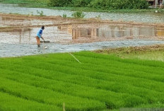 IAW Sebut Perpres 4/2026 terkait Sawah Blunder, Bertolak Belakang dengan Visi Prabowo