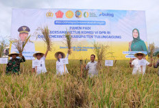 Panen Raya Tulungagung Perkuat Stok Nasional, BULOG Optimalkan Serapan untuk Ketahanan Pangan