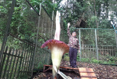 Wow! Bunga Bangkai Raksasa di Kebun Raya Cibodas Mekar Perdana di Tahun 2025