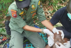 Terdesak Cuaca Panas Ekstrem, 3 Orangutan Masuk Pemukiman Warga Ketapang Dievakuasi