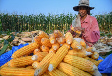 BULOG Siap Jadi Penyangga Ekosistem Jagung Nasional, Lindungi Petani dan Jaga Keberlanjutan Usaha Peternak