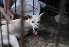 Program Alih Usaha Untuk Kebaikan di NTT: Dua Pelaku Usaha Daging Anjing Resmi Tutup