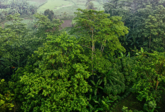 Berapa Lama Hutan Kembali Hijau Pasca Kebakaran? Begini Proses Pemulihan Ekosistem