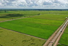 Dampak Kekeringan El Nino, Petani Tebu di Ambang Kerugian, Apa yang Dilakukan Pemerintah?