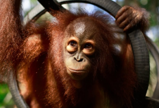 Warga Samarinda Cemaskan Nasib Orangutan, Kabut Asap Karhutla Tak Kunjung Hilang