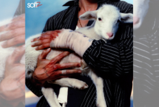 Lirik dan Makna Lagu How To Hold An Angel - LANY, Persiapan Buat Konser di Jakarta! 