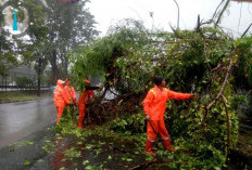 Empat Pohon Tumbang di Jakarta Hari ini, Imbas Hujan Deras dan Angin Kencang 