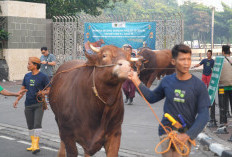 Iduladha 1447 H Dongkrak Ekonomi Umat, Nilai Kurban Capai Rp18,28 Triliun