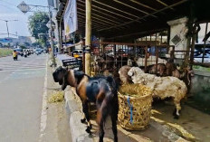 Pramono Larang Keras Lapak Hewan Kurban Caplok Trotoar Jakarta!