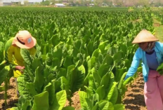 BRIN Ingatkan Dampak Pembatasan Kadar Nikotin bagi Petani Tembakau: Perlu Proses Panjang