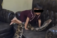 Viral! Bocah Santai Main dengan Ular Raksasa di Dalam Rumah, Warganet Ikut Deg-degan