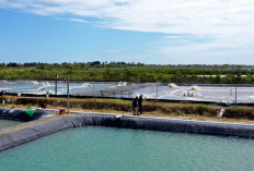 Pencapaian Kerja Direktur Jenderal Perikanan Budi Daya KKP 2025, Revitalisasi Tambak Sepanjang Pantura hingga Integrated Shrimp Farming Sumba Timur