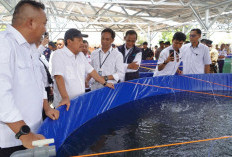 Program Budidaya Tematik KKP - KDKMP Siap Suplai Ikan untuk MBG