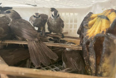 Tak Dilengkapi Dokumen Persyaratan, Karantina Banten Gagalkan Penyelundupan  700 Ekor Burung dalam Box