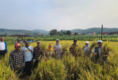 Panen Padi PM-AAS di Sukabumi Tembus 10,72 Ton per Hektare, Kementan Siapkan Perluasan 10 Hektare