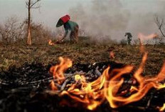 Karhutla 2026 Melebar, Luas Lahan Terbakar Tembus 202 Ribu Hektare, Kalsel Paling Parah!