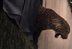 Ngeri! Detik-detik Macan Tutul Masuk Rumah Warga di Pacet Bandung, Saksi: Sebesar Kambing Dewasa