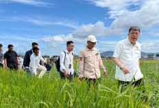 Komisi IV DPR RI Dorong Nasionalisasi Sawah Pokok Murah untuk Dukung Ketahanan Pangan