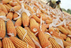 Transaksi Jagung