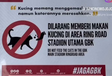 Relokasi Kucing di Stadion GBK Timbulkan Kontroversi, Anies Baswedan Kecam Tindakan Tak Beradab