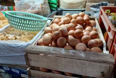 Stok Pangan Nasional Jadi Sorotan di Tengah Perang AS-Iran, Pakar Khawatirkan Hal Ini