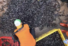 MUI Kritik Penguburan Ikan Sapu-sapu Hidup-hidup Tak Sesuai Syariat Islam, Begini Respon Pramono