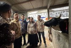 Tinjau Peternakan di Boyolali, Gibran Tekankan Vaksinasi PMK dan Hilirisasi Industri