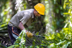 BPDP Jadi Lokomotif Pengembangan SDM Sawit Nasional, Kontribusi Positif untuk Kemajuan Industri