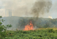 Lahan Kosong di Kemayoran Kebakaran, Gulkarmat Terjunkan 11 Unit Kendaraan Pemadam