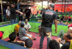Judi Sabung Ayam Digerebek Ditreskrimum Polda Metro Jaya, 70 Orang Diringkus