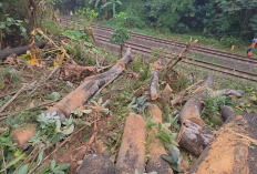 Evakuasi Pohon Tumbang di Jalur KRL UI-Pasar Minggu Rampung, Diameternya Bikin Petugas Kewalahan