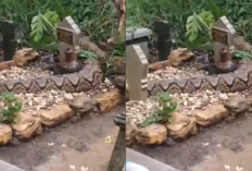 Viral Penampakan Ular Piton Raksaksa di Atas Makam Bikin Heboh, Pertanda Apa?