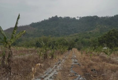 DMC Dompet Dhuafa Dorong Program Sedekah Pohon Konservatif untuk Kawasan Desa Awang Kalsel