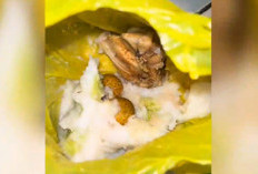 Viral Video MBG Berkantong Plastik, SOP BGN Tempat Makan Menggunakan Ompreng