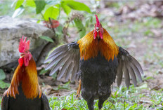 5 Penyebab Ayam Berkokok Padahal Masih Tengah Malam, Melihat Makhluk Halus?