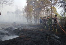 Karhutla di Kaltim Meluas, 50 Hektare Lahan Hangus