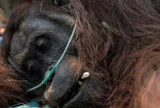 Sempat Ditemukan dalam Kondisi Lemah, Orangutan Sempurna Mati Akibat Asap Karhutla